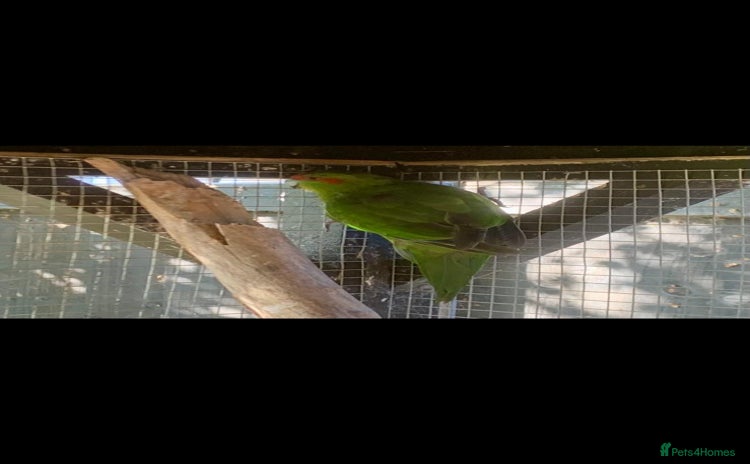 Parakeets birds - Advert 1