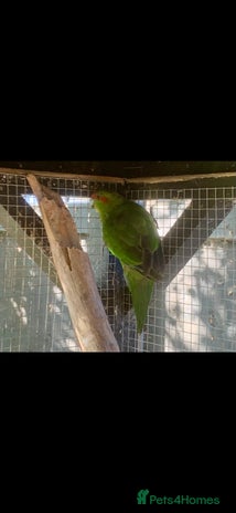 Parakeets birds - Advert 1