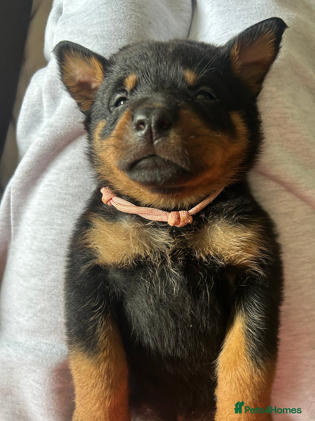 Rottweiler dogs for sale: Beautiful Rottweiler pups  - Image 5