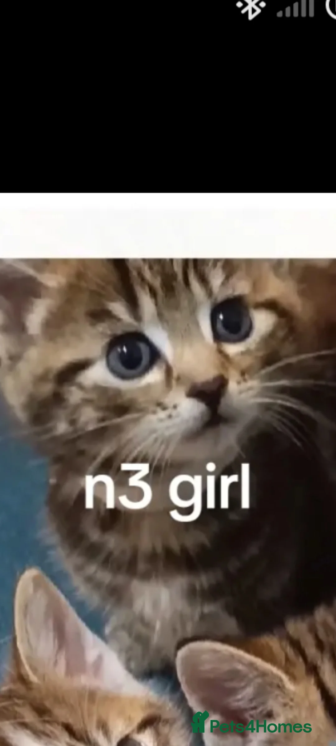 Toybob cats for sale: cat kittin  - Advert 17