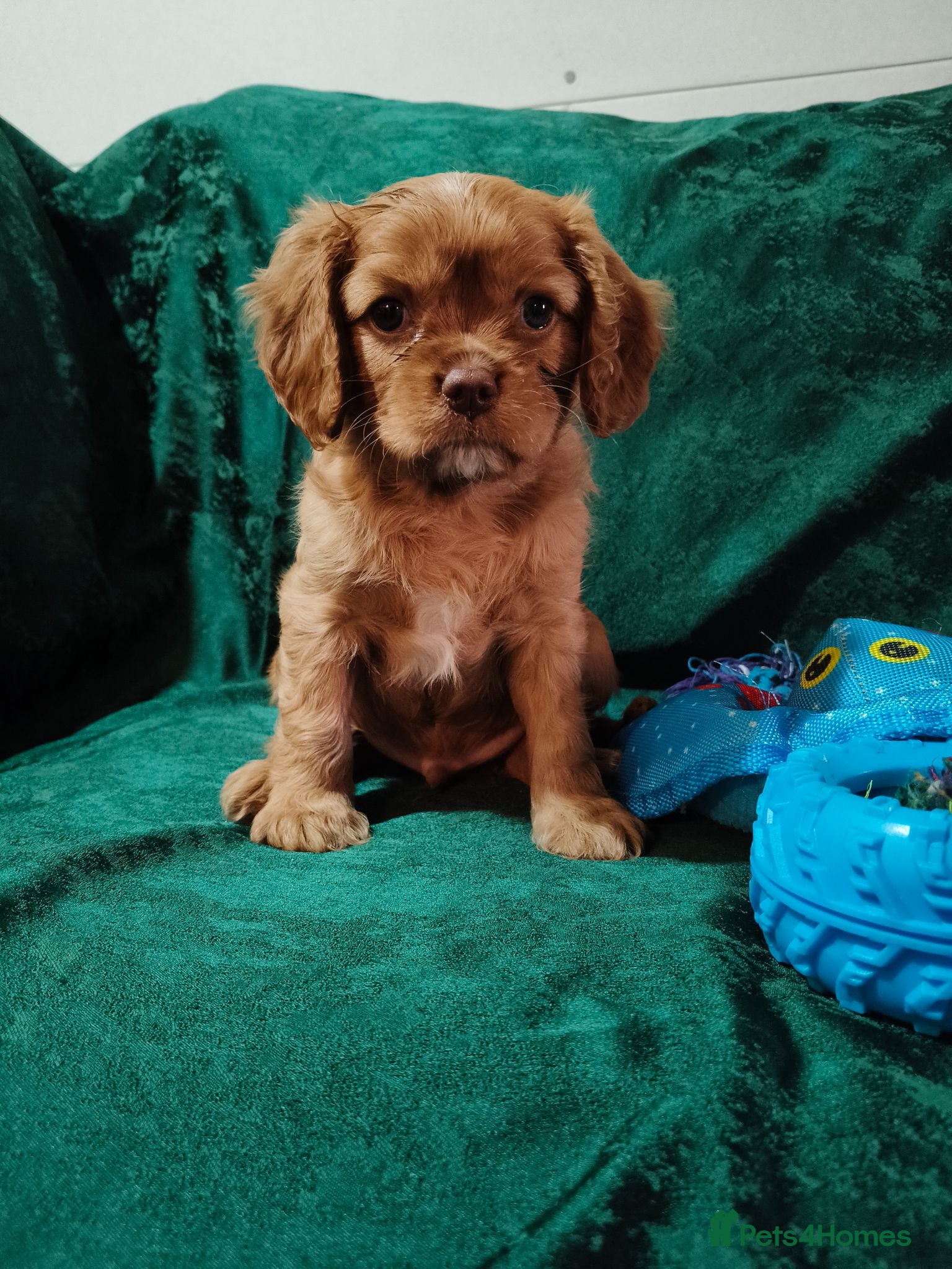 Cavalier King Charles Spaniel dogs 🤎 RKC registered Chocolate Cavaliers 🤎 - Advert 2