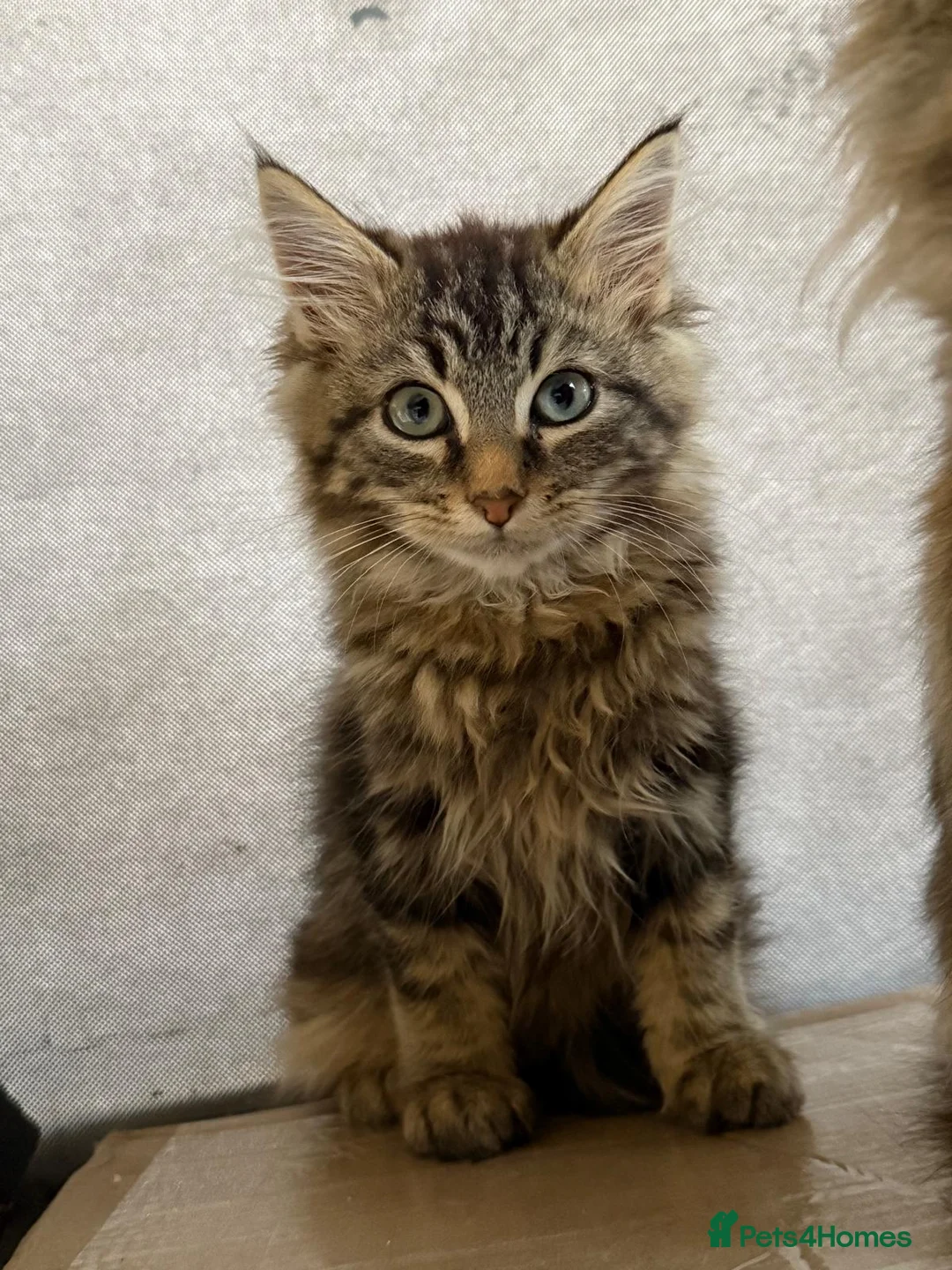 Maine Coon cats for sale: Maine coon kittens  - Advert 4