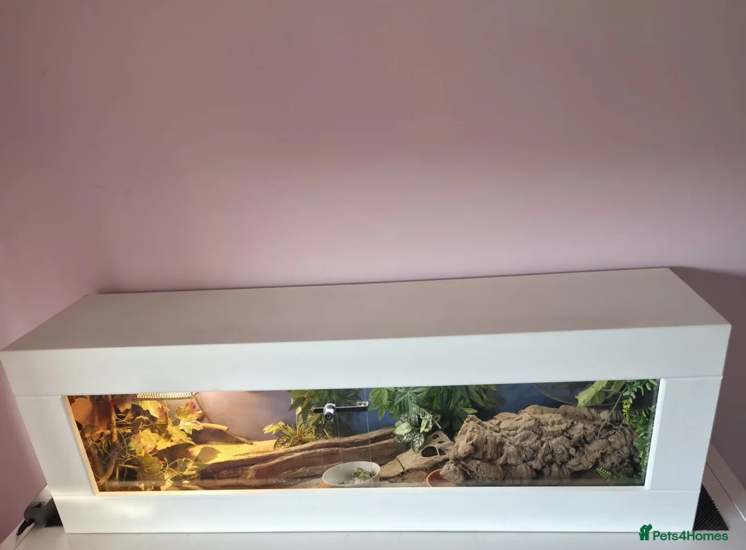 Bearded Dragon reptiles for sale: 2 bearded dragons and viv - Advert 4