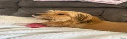 Mixed Breed dogs for sale:  Beautiful Female Puppies Ready Soon  - Advert 3