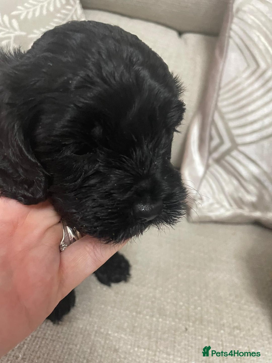 Mixed Breed dogs for sale: Beautiful cocker/cavapoo puppies  - Image 2