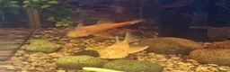 Plecos fish for sale: Male bristlenose plecs in Tadley - Advert 1
