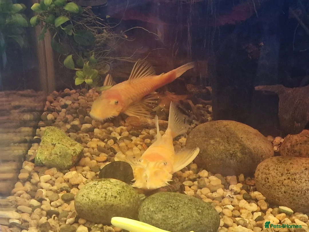 Plecos fish for sale: Male bristlenose plecs in Tadley - Advert 1