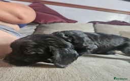 Cocker Spaniel dogs for sale: Beautiful cocker spaniel pups - Image 15