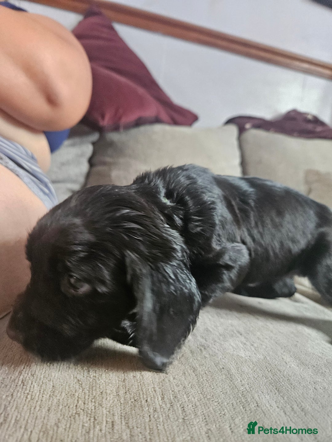 Cocker Spaniel dogs for sale: Beautiful cocker spaniel pups - Image 15