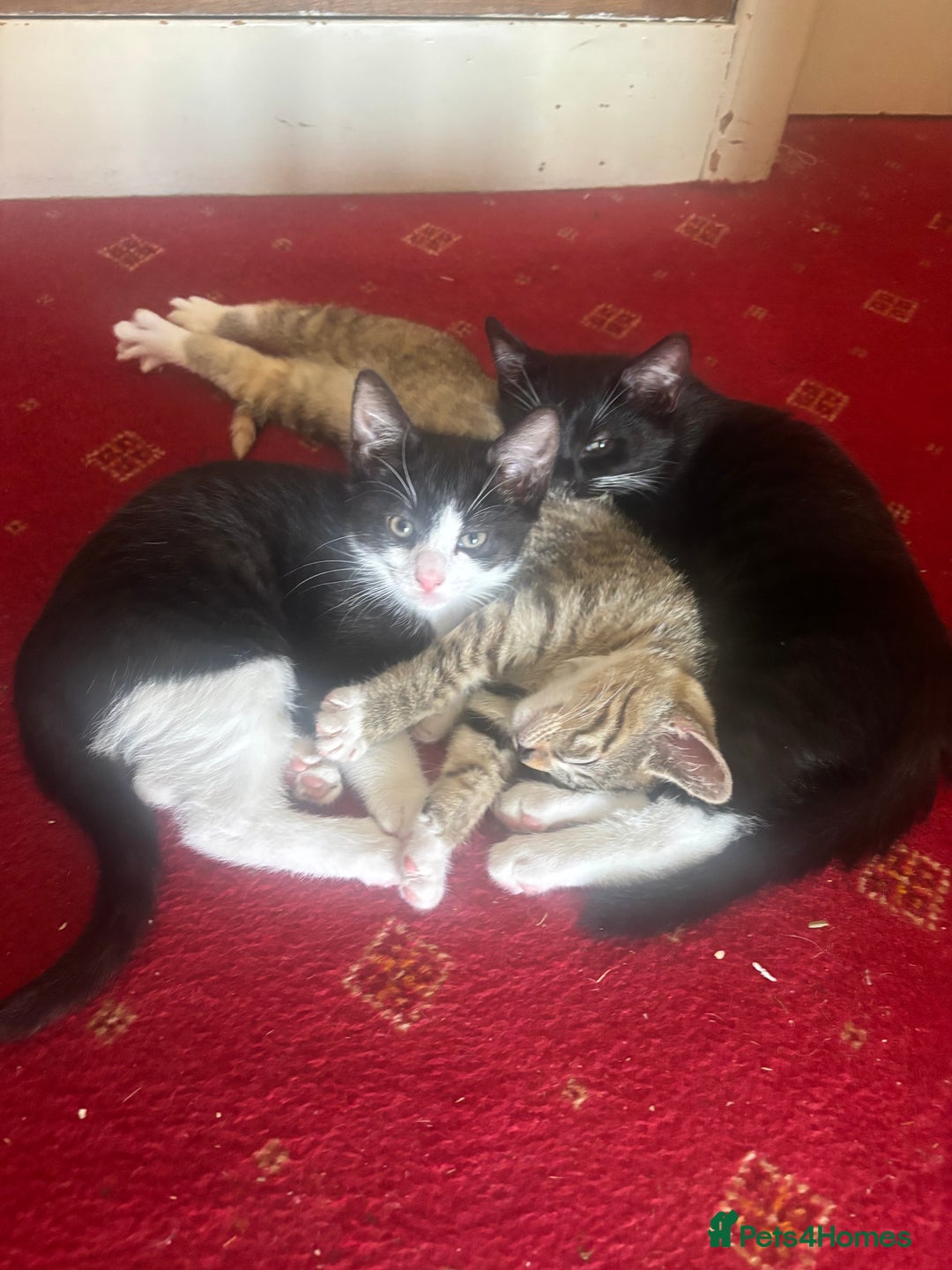 British Shorthair cats for sale: Kittens British Short hair - Image 1