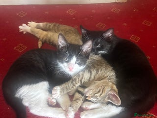 British Shorthair cats - Advert 22