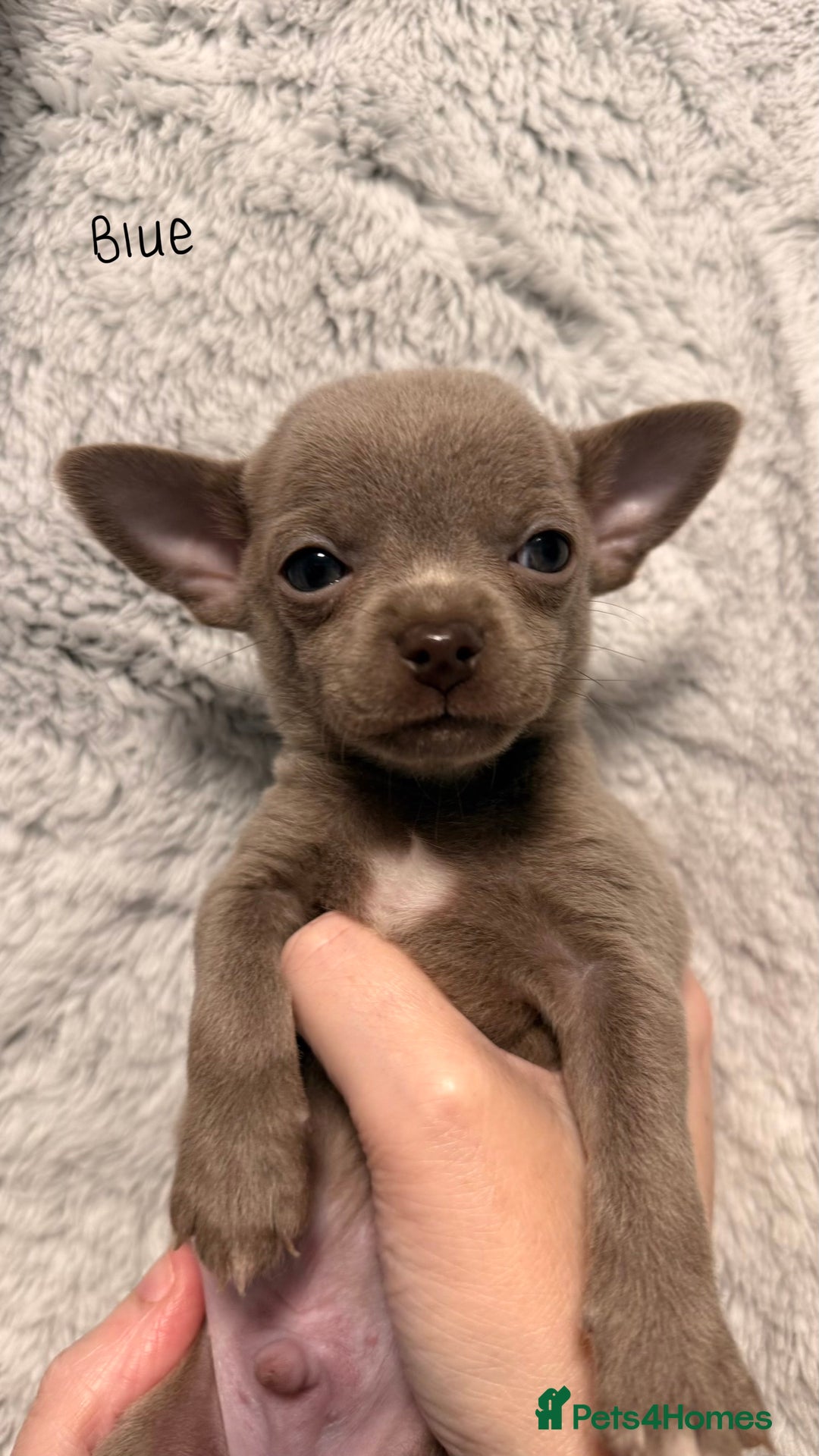 Chihuahua dogs for sale: Three Boy Chihuahuas | Lilac & Blue | Ready - Advert 31