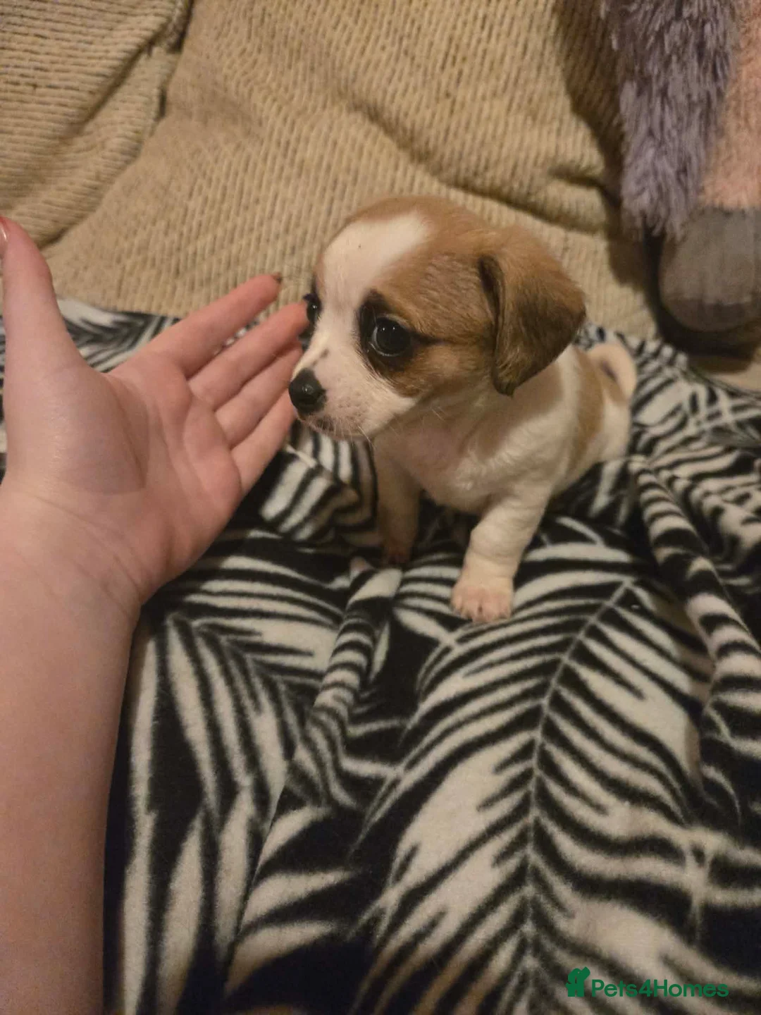 Mixed Breed dogs for sale: Cavachon x jug pups for sale ready now  - Advert 17