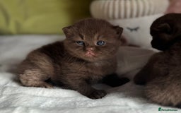 British Shorthair cats for sale: 😻Chocolate BSH boys✅ 👌GCCF reg, ready November  - Image 11