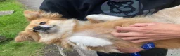 Mixed Breed dogs for sale: Beautiful soul Peaches - Advert 4