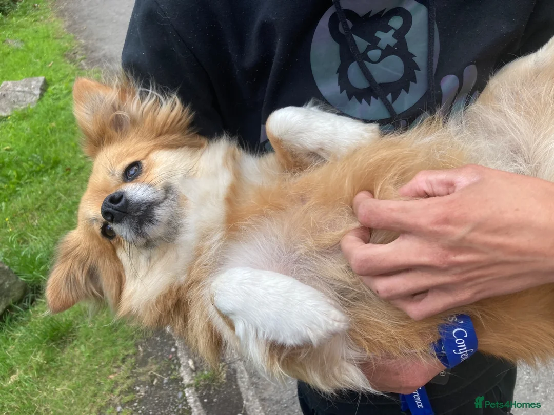 Mixed Breed dogs for sale: Beautiful soul Peaches - Advert 4