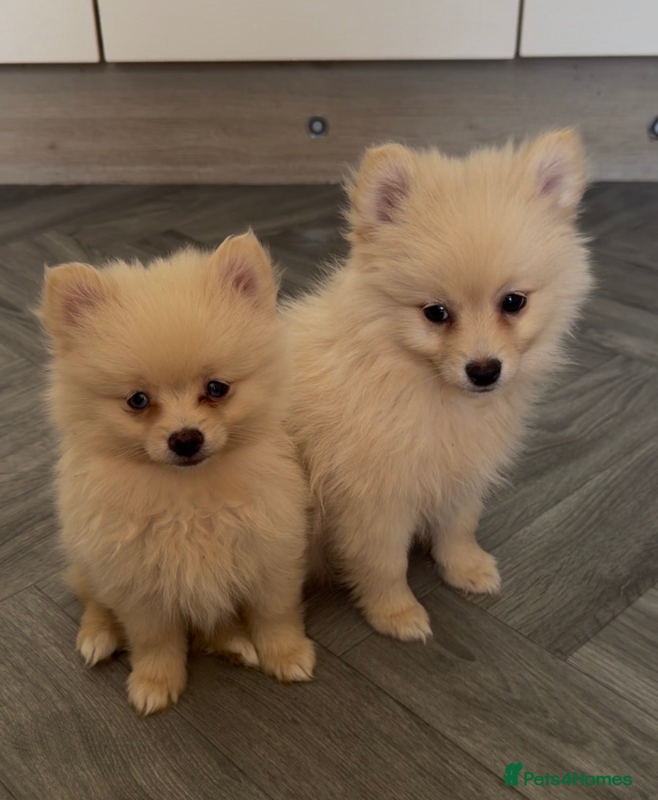 Pomeranian dogs Pomeranian Puppies Ready Now - Advert 1