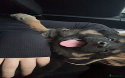 Shepsky dogs for sale: Female Shepsky - Image 3