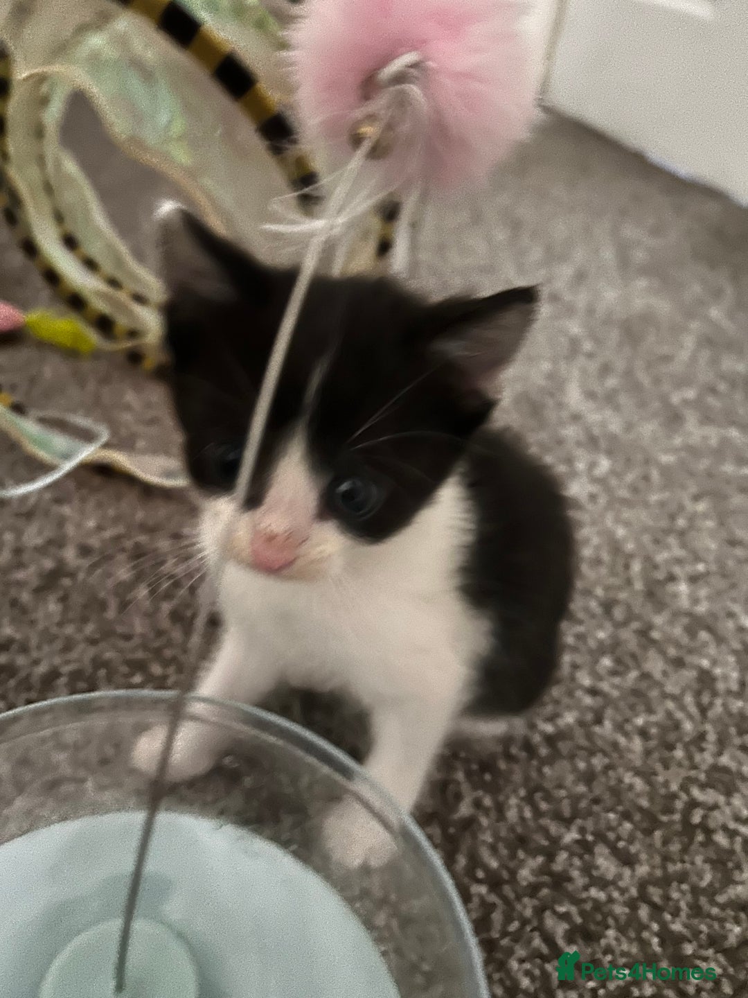Maine Coon cats for sale: Main coon cross kittens  - Image 14