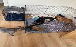 French Bulldog dogs for sale: Rare KC French bulldogs - champion lines  - Image 10