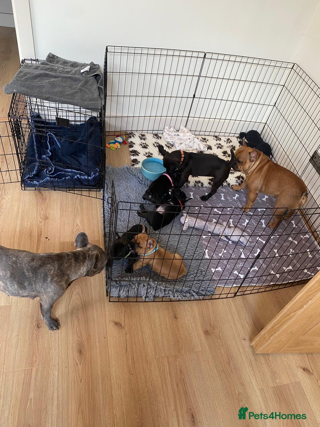French Bulldog dogs for sale: Rare KC French bulldogs - champion lines  - Image 10