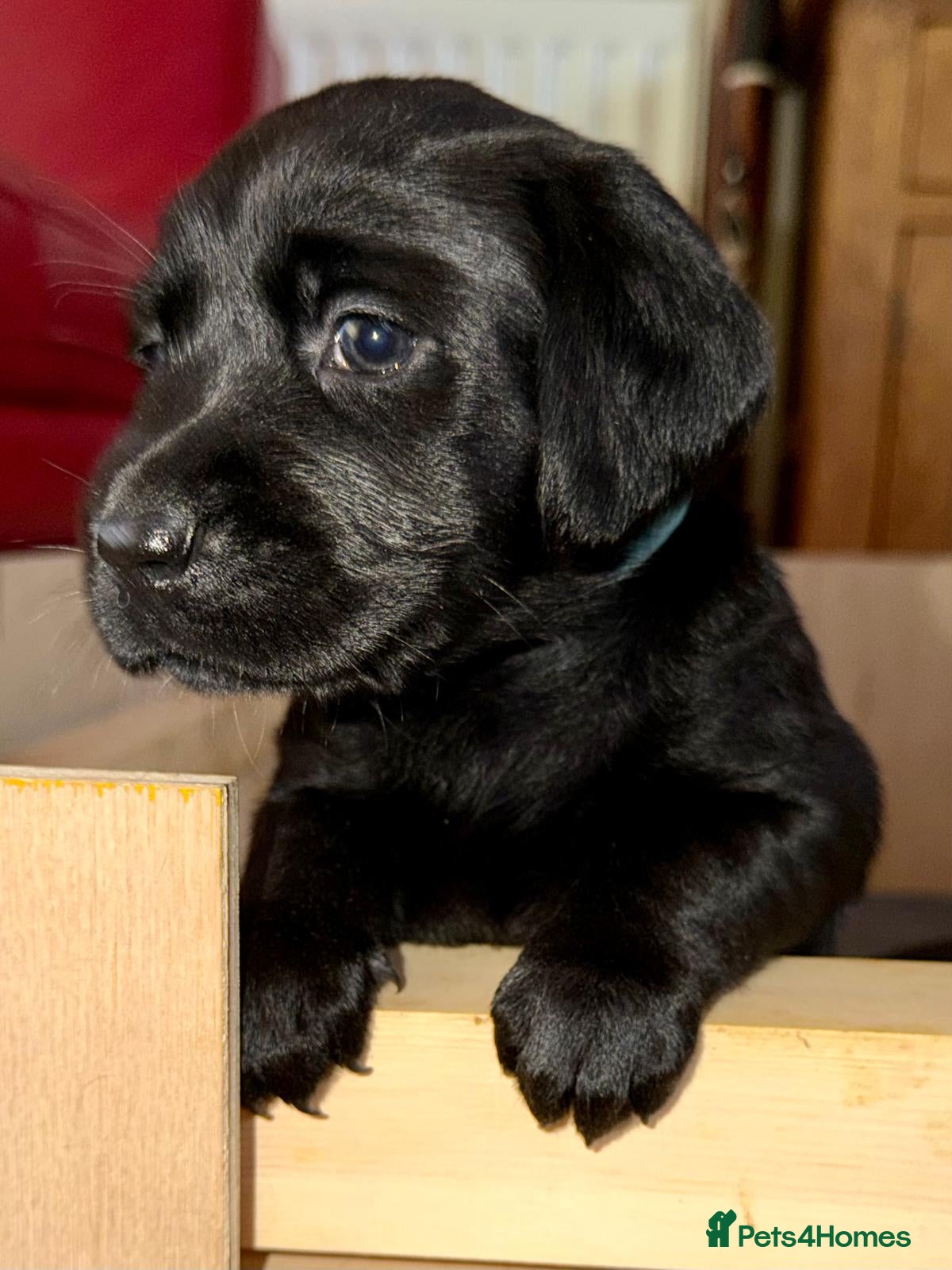 Labrador Retriever dogs Outstanding Labrador Puppies–Exceptional Pedigree - Advert 2