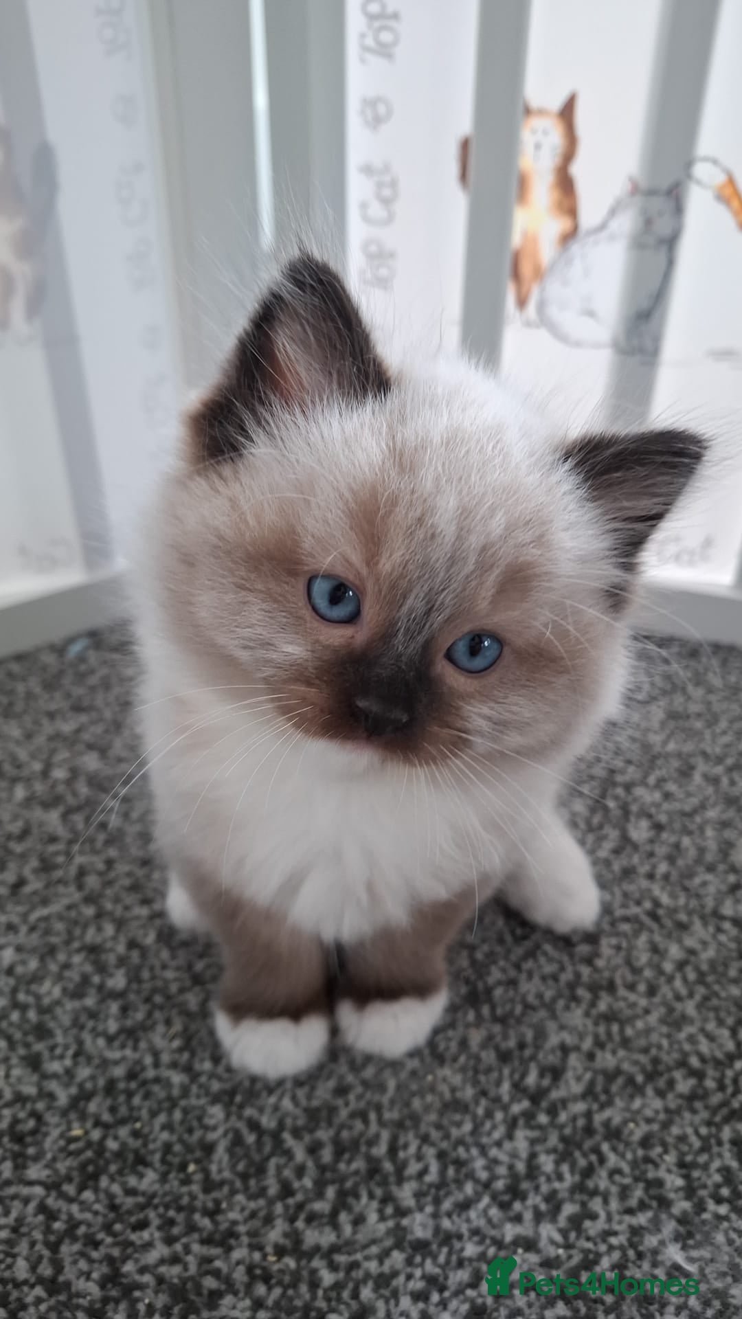 Ragdoll cats for sale: GCCF beautiful seal white bi-colour/point mitted - Image 29