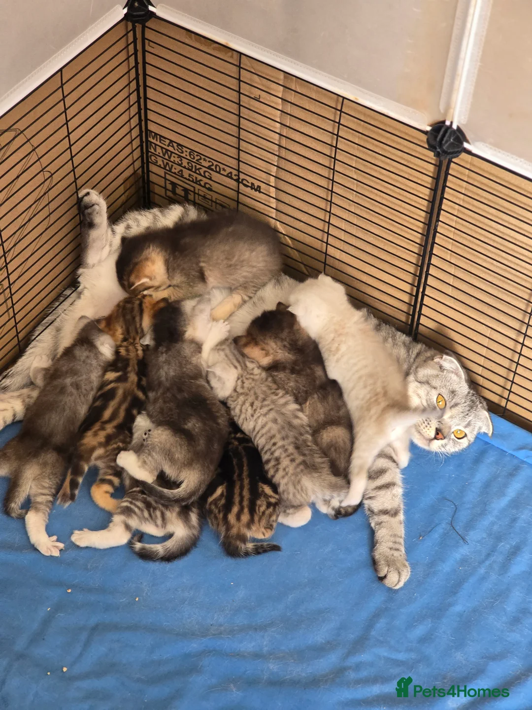 British Shorthair cats for sale: 🥰💞💓 LAST BOY   KITTEN SCOTTISH RARE COLOR - Advert 16