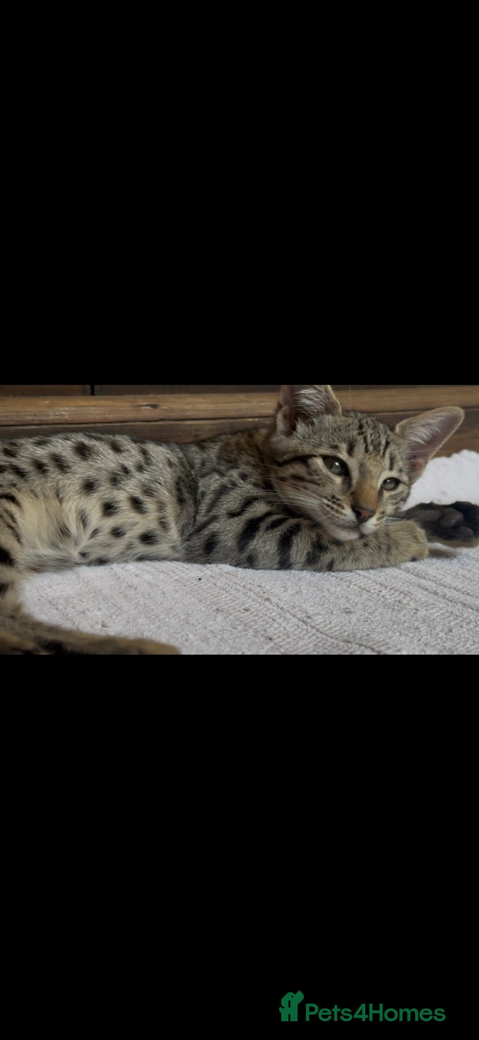 Bengal cats Stunning Snow Bengal x Savannah Kitten  - Advert 1