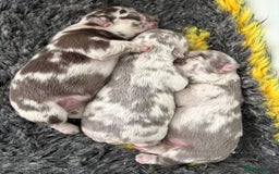 French Bulldog dogs for sale: *Fluffy Merle French Bulldog Pups* - Image 4