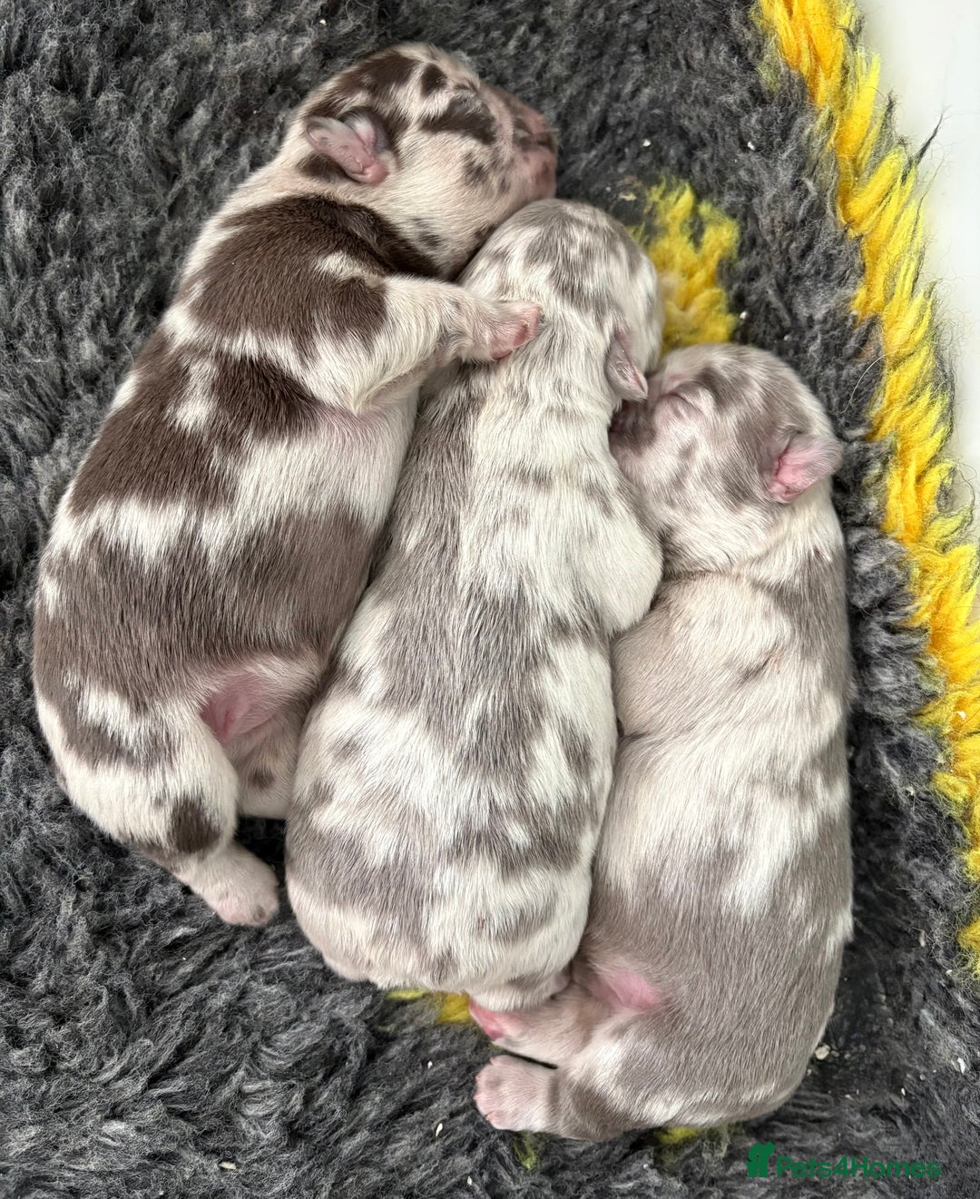 French Bulldog dogs for sale: *Fluffy Merle French Bulldog Pups* - Image 4