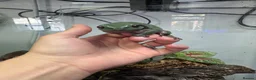 Frog reptiles for sale: 3 Whites tree frogs for sale  - Advert 3