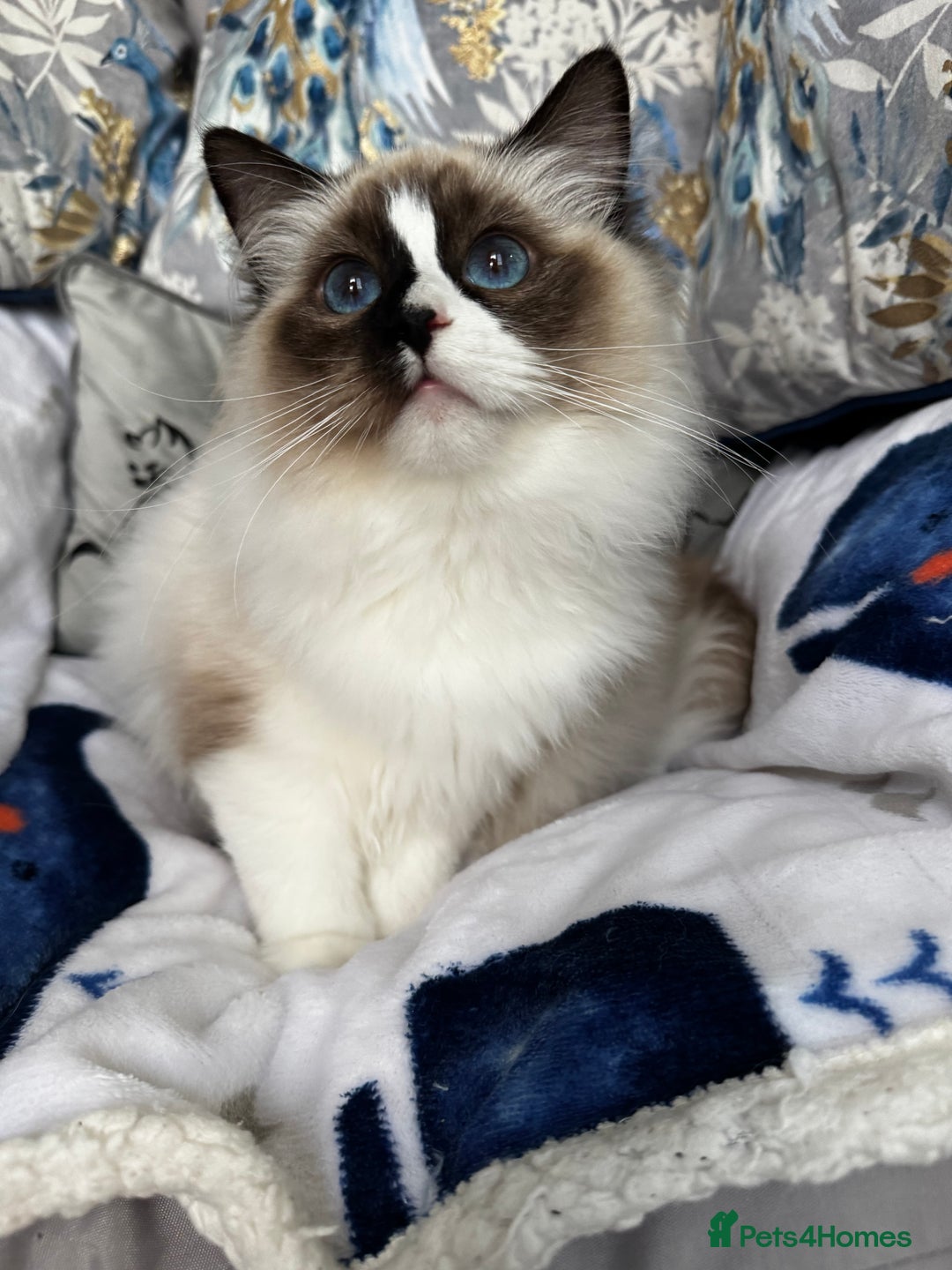 Ragdoll cats for sale: LAST ONE -VERY SPECIAL GIRL AVAILABLE  in Castleford - Advert 2