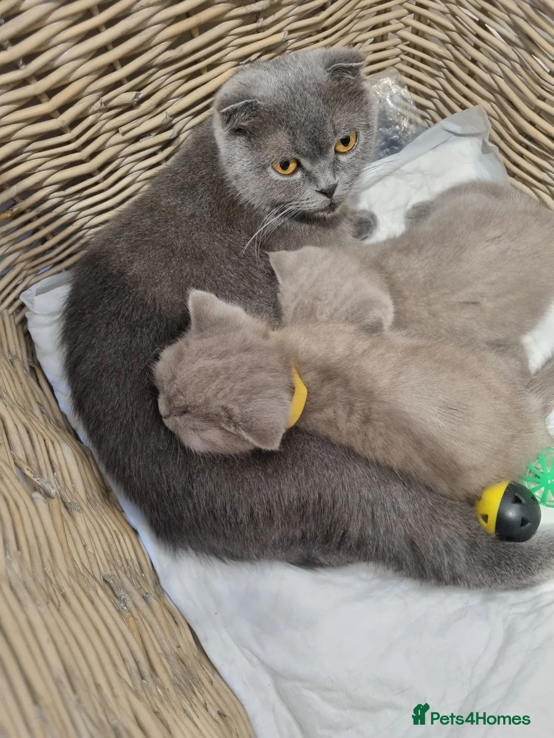 Scottish Fold cats for sale: Last Scottish fold kitten!  - Advert 7