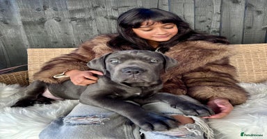 Mixed Breed dogs Last two mastiff pups available  - Advert 15