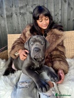 Mixed Breed dogs Last two mastiff pups available - Advert 4