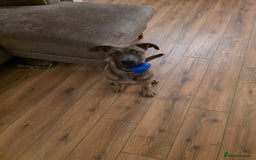 Mixed Breed dogs for sale: 5 month old Belgian Malinois x American Bulldog - Image 6