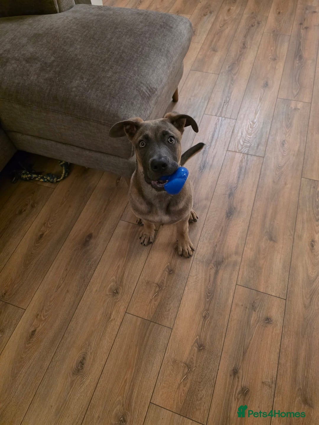 Mixed Breed dogs for sale: 5 month old Belgian Malinois x American Bulldog - Image 6