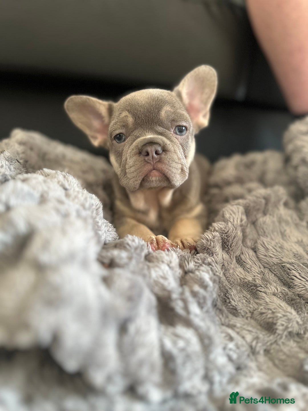 Dachshund dogs for sale: READ AD -Miniature daschund and Isabella Frenchie  - Image 8