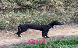Lurcher dogs for sale: Bull x lurcher pups for sale - Image 5