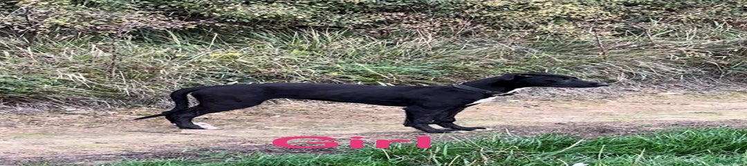 Lurcher Puppy 2