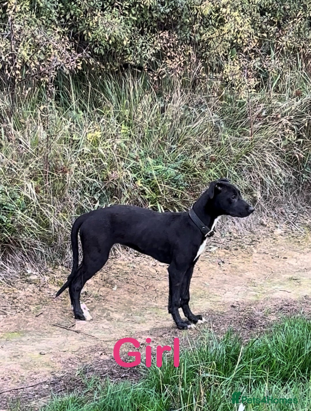 Lurcher dogs for sale: Bull x lurcher pups for sale - Image 5