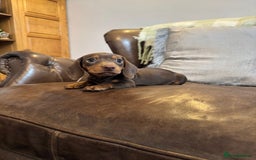 Miniature Dachshund dogs for sale: Miniature Dachshund Puppies  - Advert 2