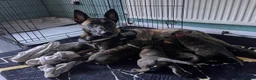 Mixed Breed dogs for sale: 3 girls left  - Advert 9