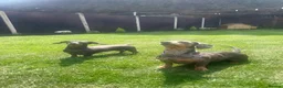 Miniature Dachshund dogs for sale: £600 Pair Miniature Dachshunds seeking loving home in Newark - Advert 5