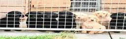 Labrador Retriever dogs for sale: Ikc pedigree Labrador Retriever  - Advert 1