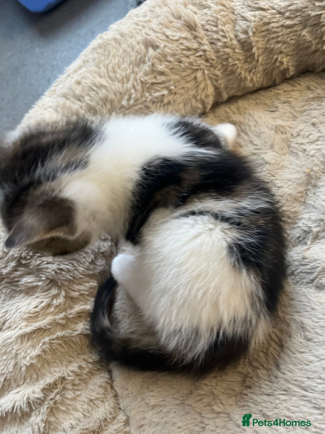 Mixed Breed cats for sale: 2 Adorable 8 week old kittens - Advert 16