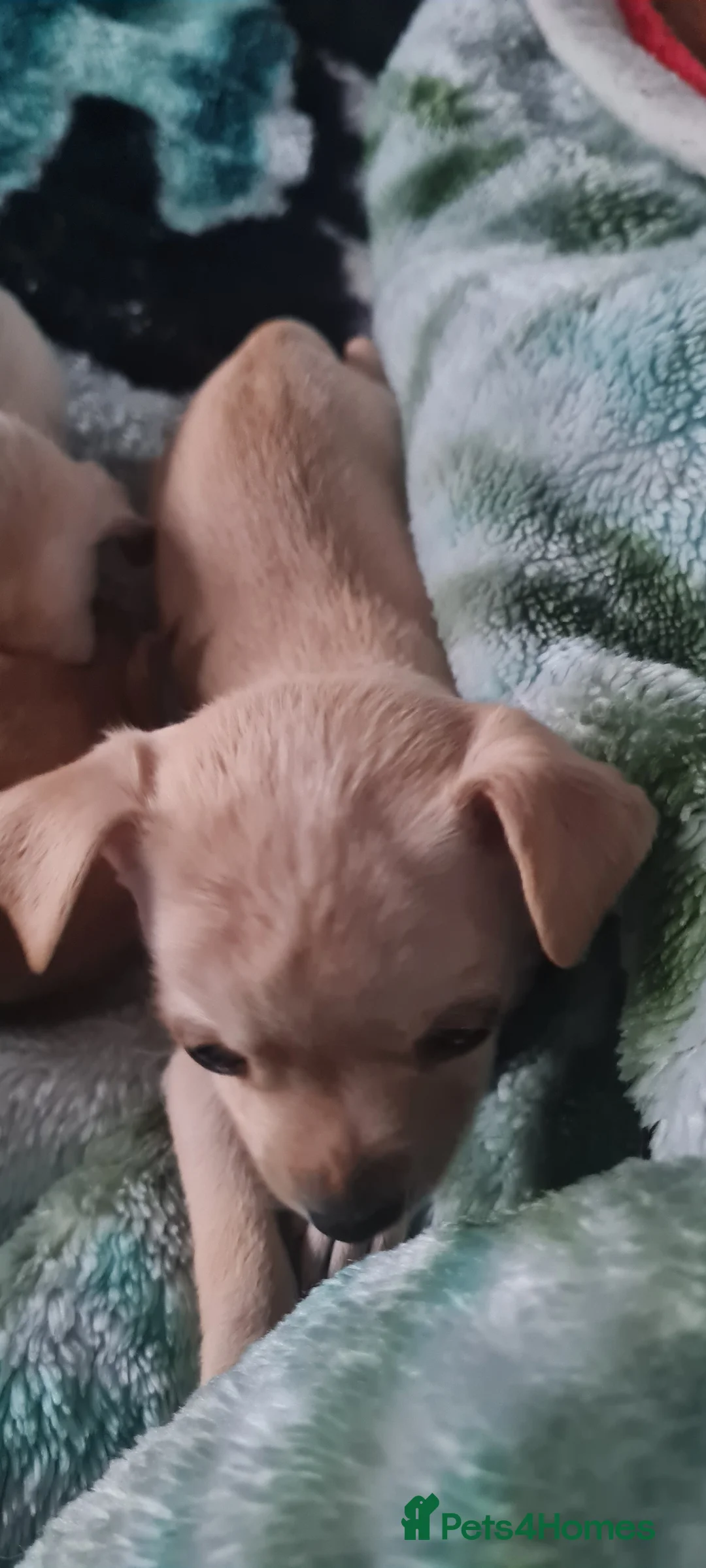 Mixed Breed dogs for sale: Beautiful chihuahua mix puppies - Advert 5