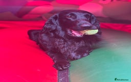 Flat coated Retriever dogs for sale: Flat coated male puppy  - Image 3