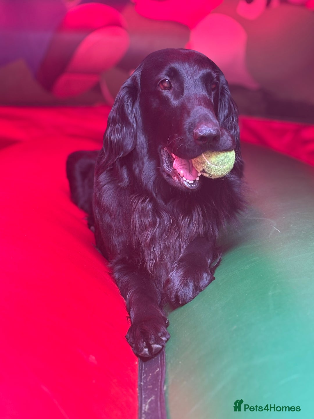 Flat coated Retriever dogs for sale: Flat coated male puppy  - Image 3